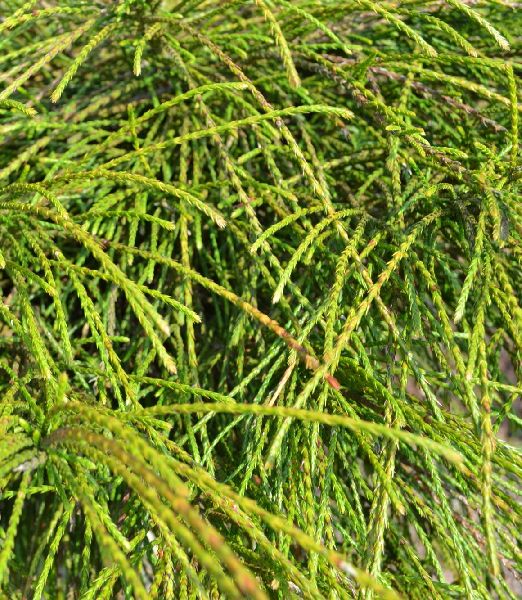 Thuja plicata 'Whipcord' 9x9cm